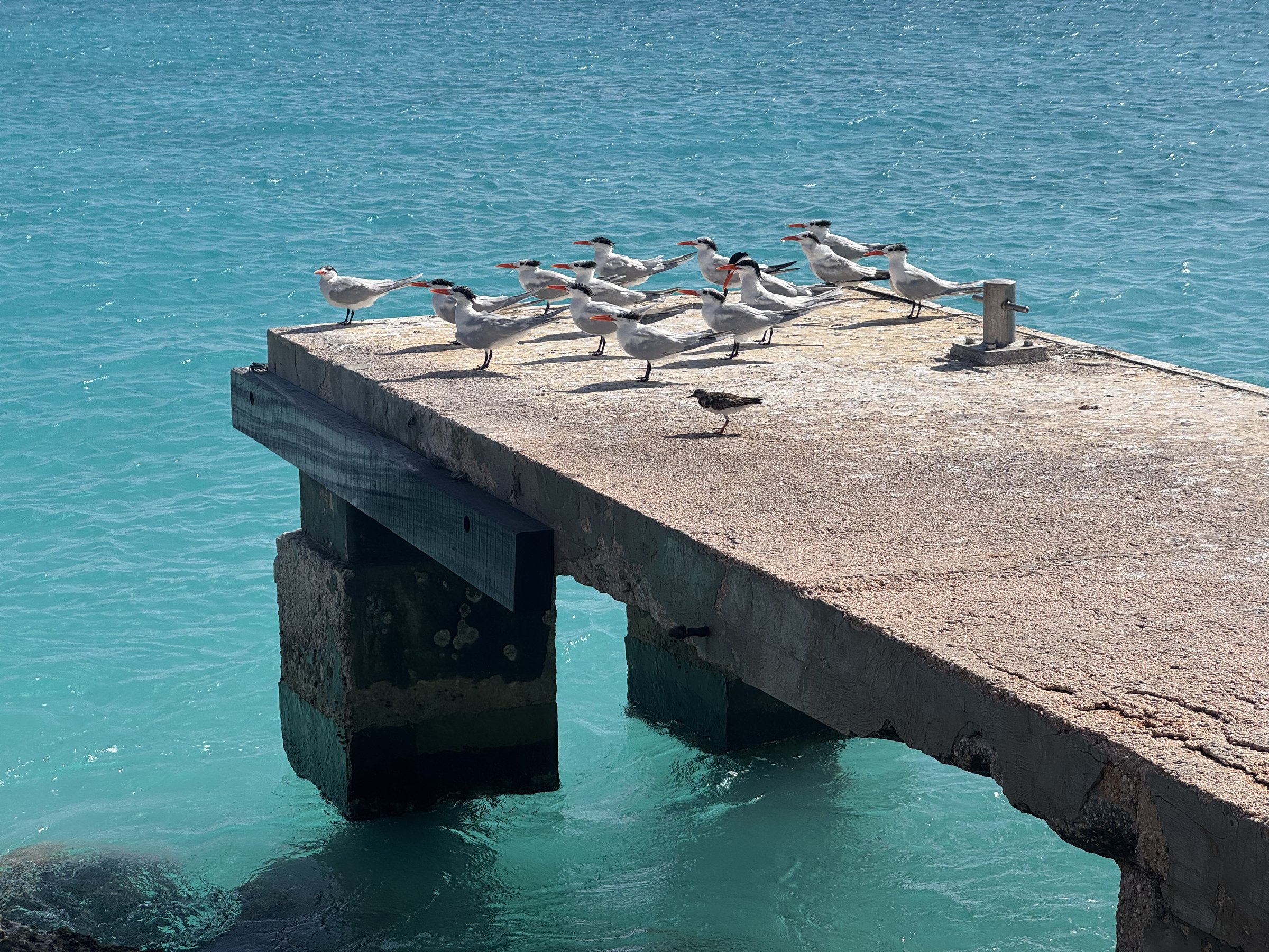 Klein Curaçao dorre vlakte met blauwe zee