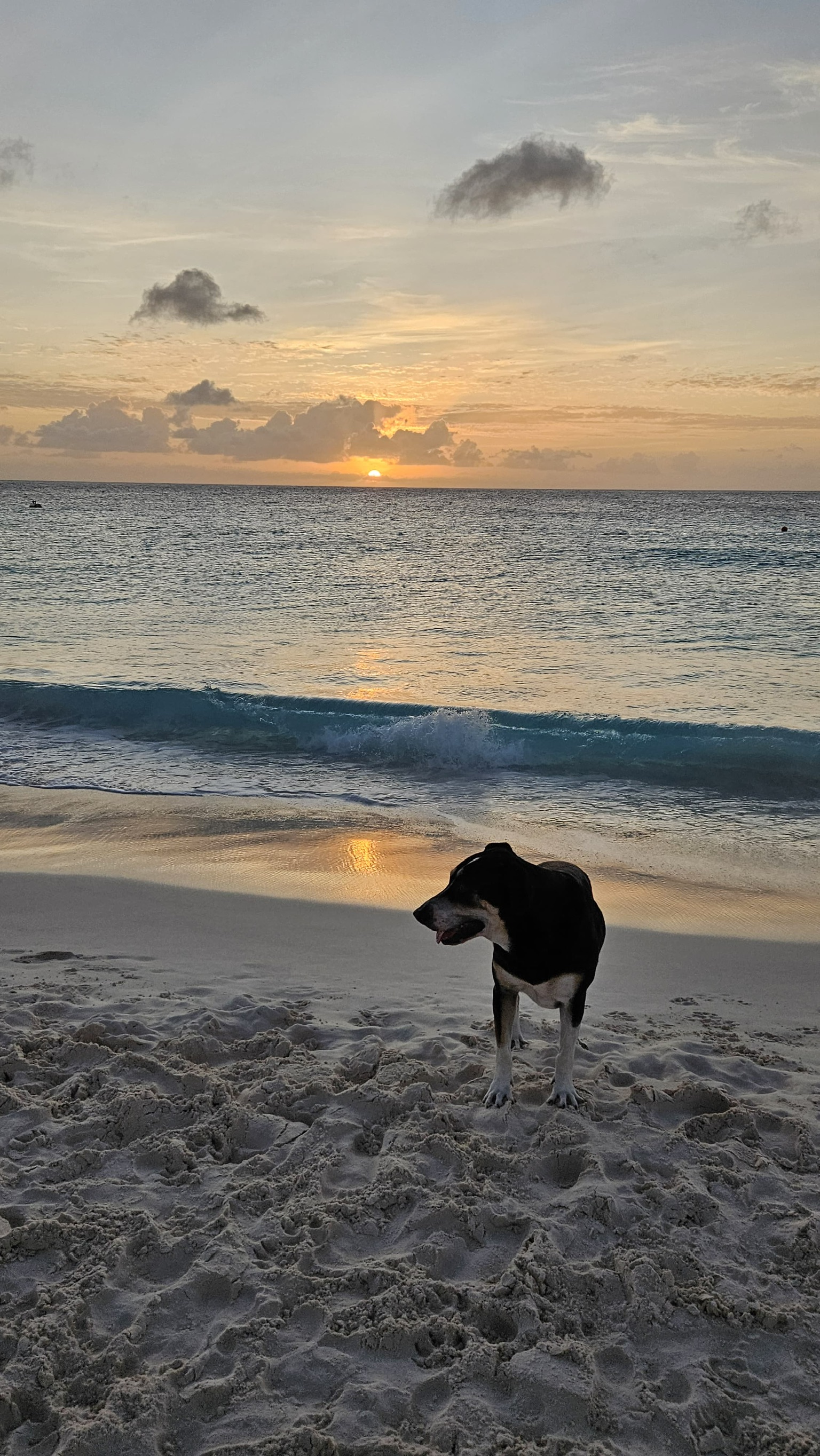 Klein Curaçao hond bij zonsondergang